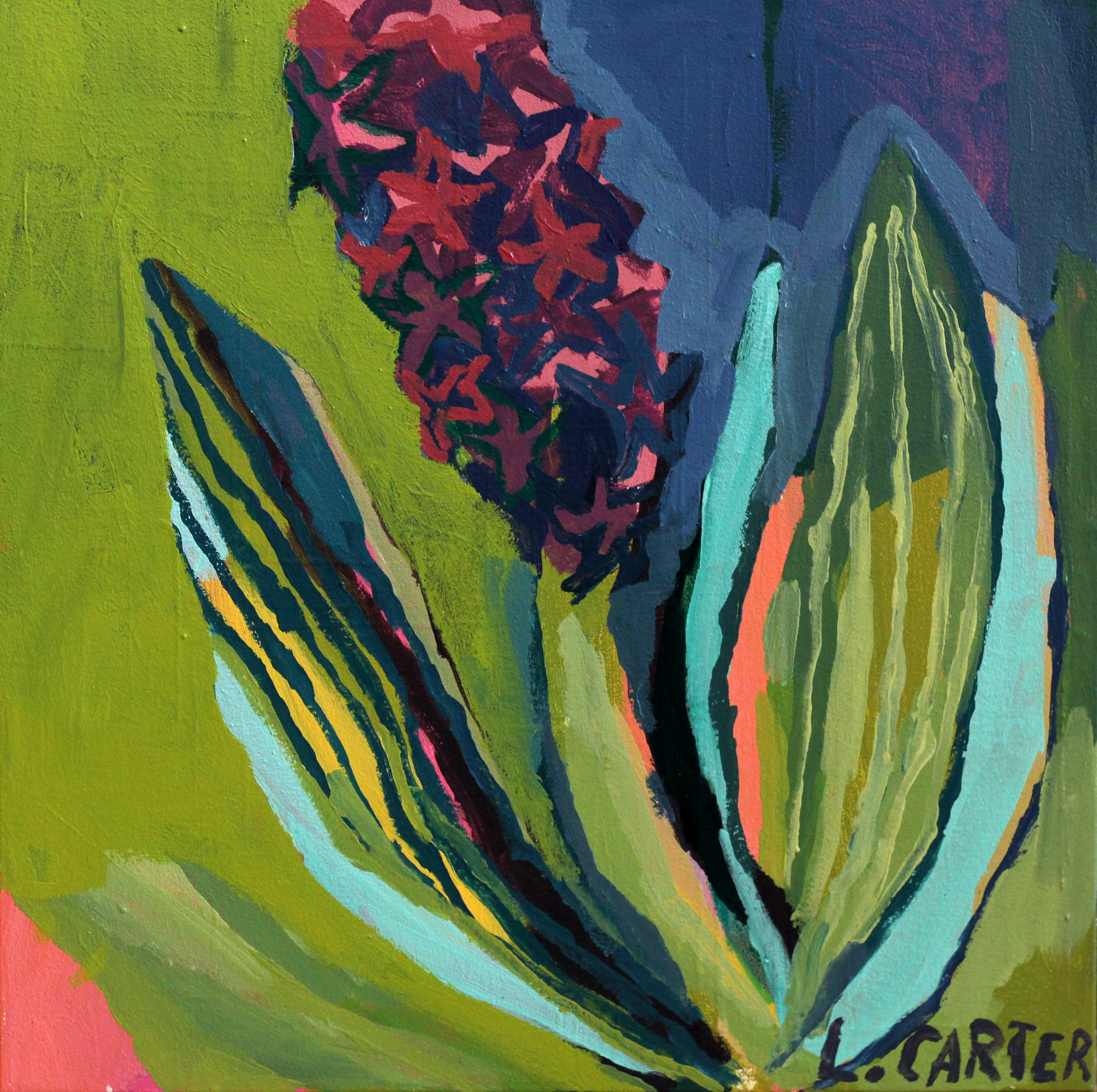 Hyacinthus